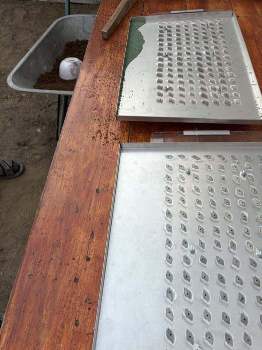 Vand tavi plantat seminte