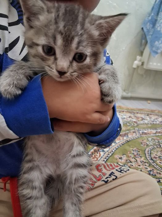 Мальчики котята ищут дом