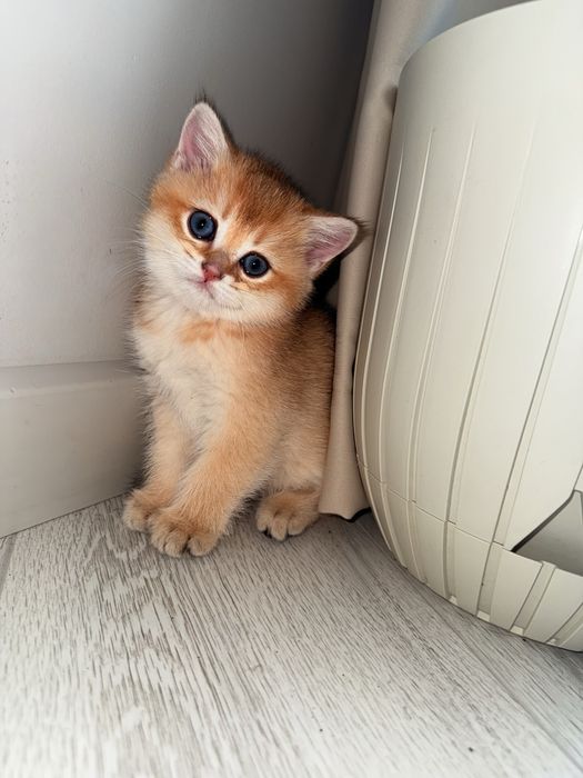 Продается Бриатнские котята