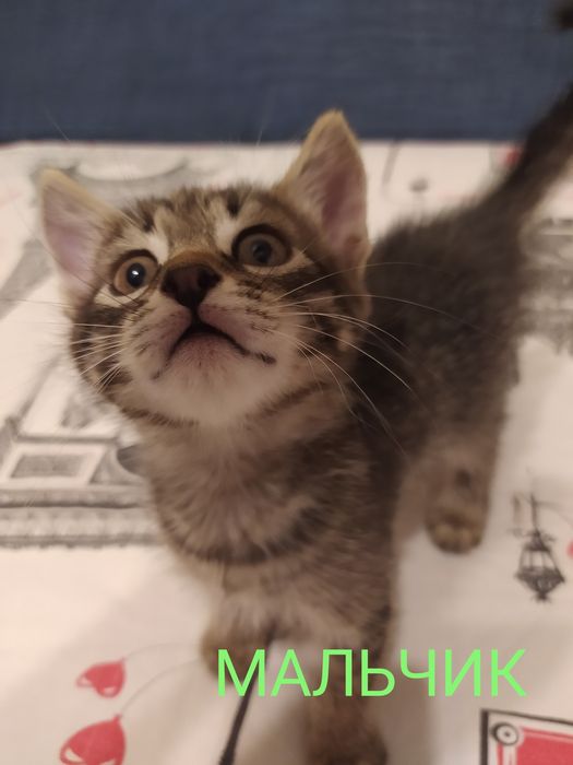Котята домашние в добрые руки