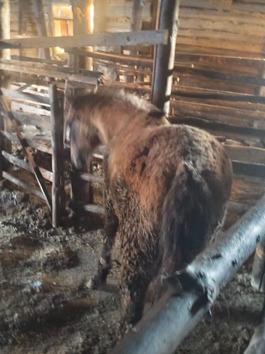 Ұрғашы тай на соғым