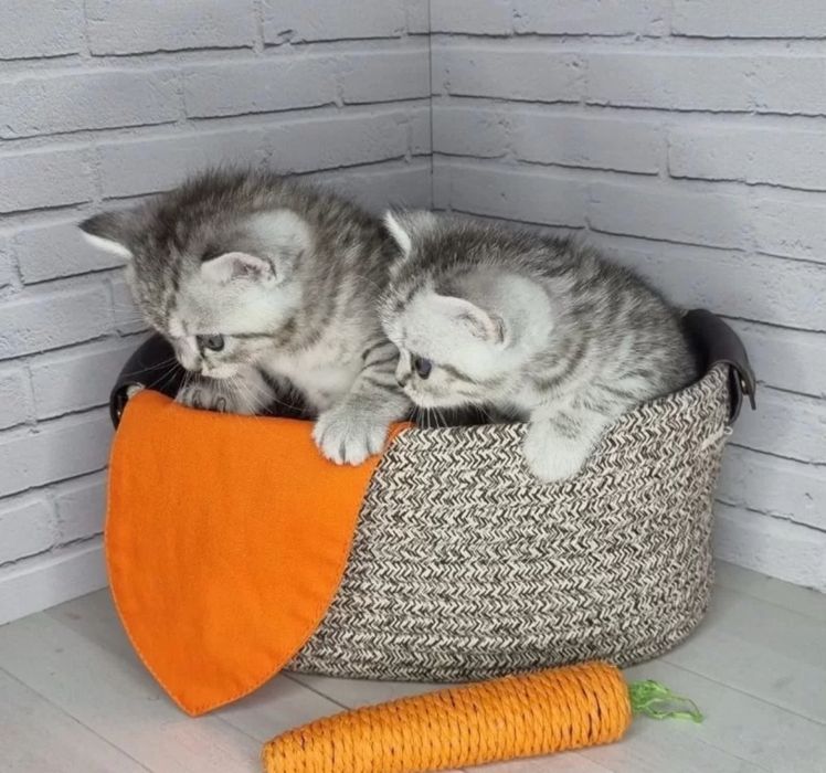 Скоттиш Страйтики