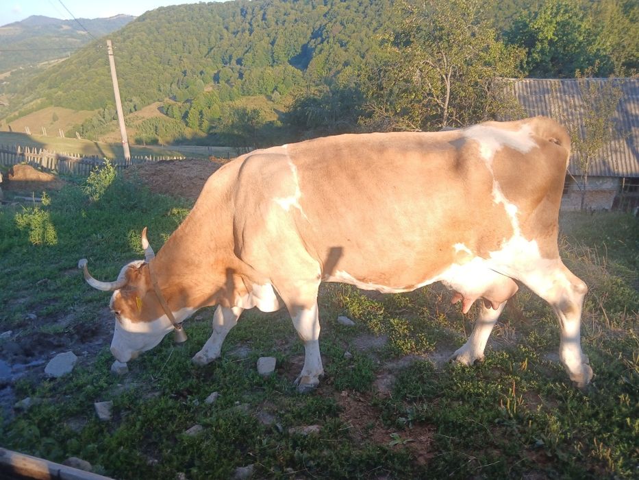 Vaci  de vînzare.