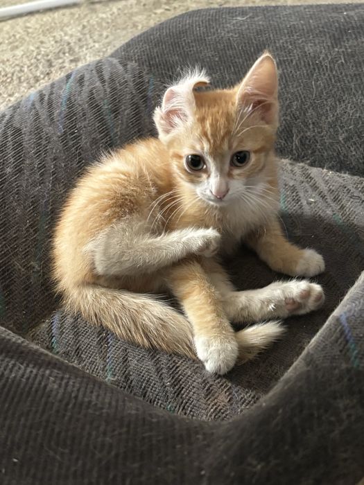 Котенок в добрые руки