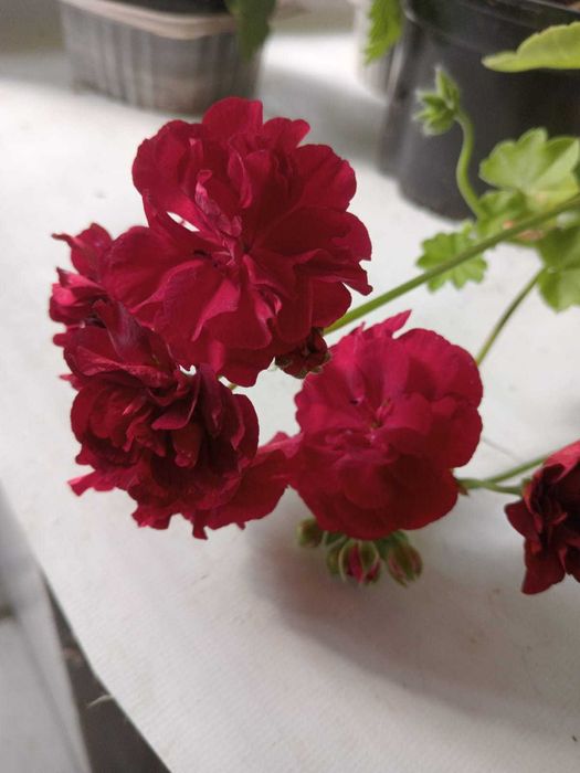 герань плющелистная с бутонами