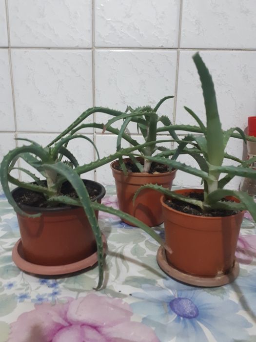 Алоэ лекарственный