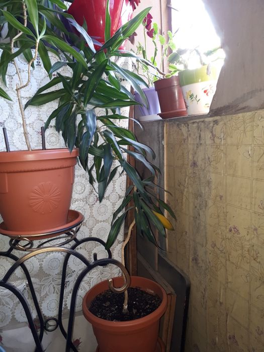 Цветы для дома и офиса