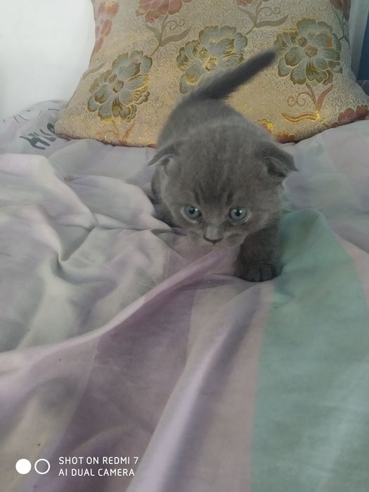 Веслоухие котята шотланские