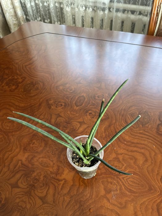 Сансиверии разные Лауренти,