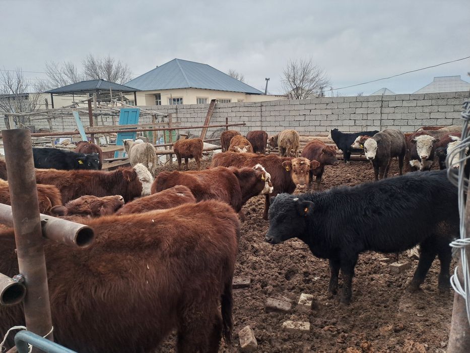 36бас потсостар сатылады 420мыннан