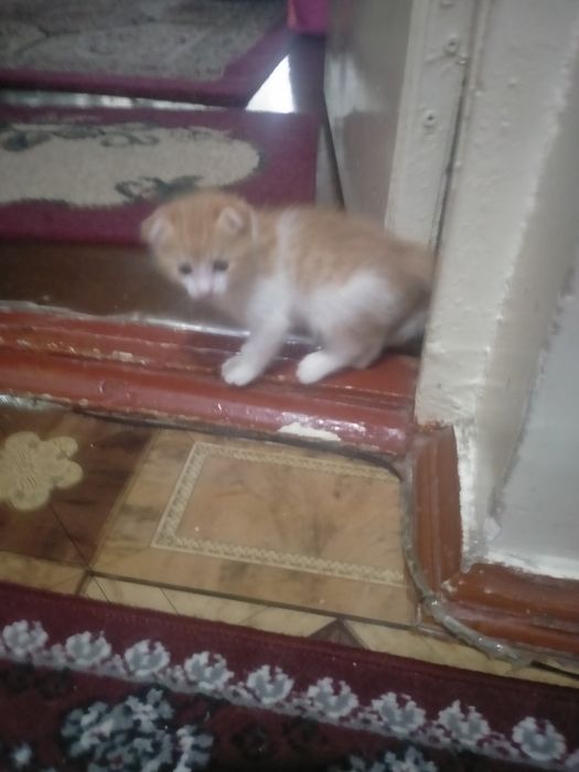 Mushuk otdam darm