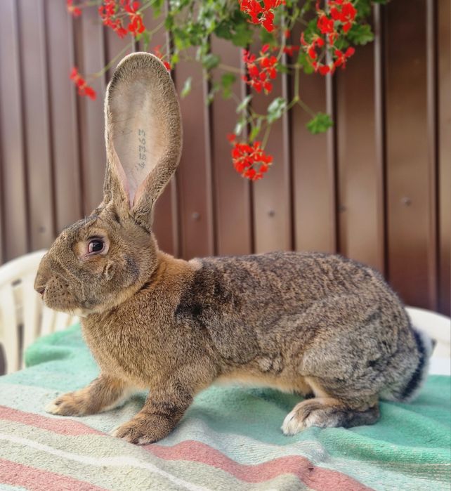 Iepuri uriasi gri german