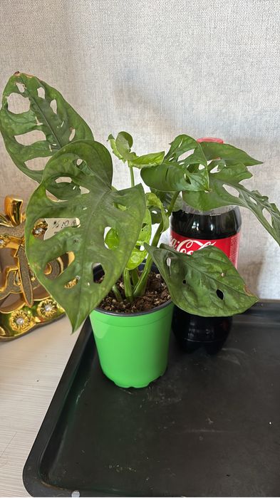 Цветы приемлемые цены