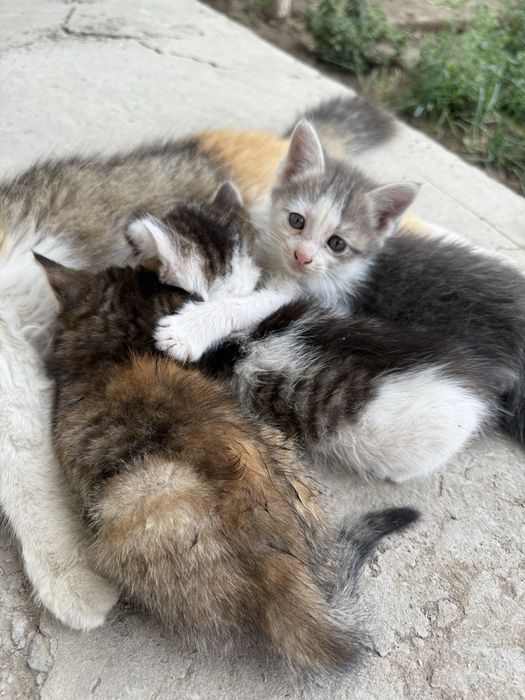 Котята домашние милашки
