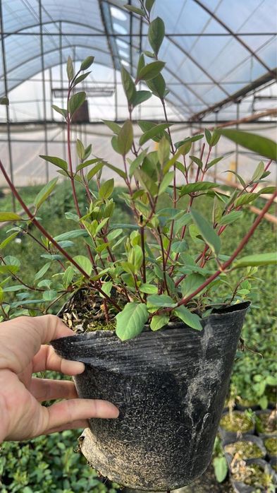 Жимолость декоротивная