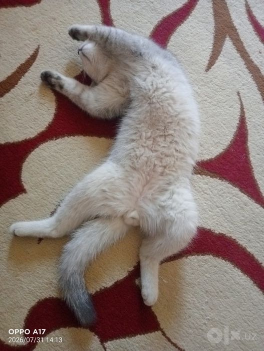 Sotiladi ug'il mushuk