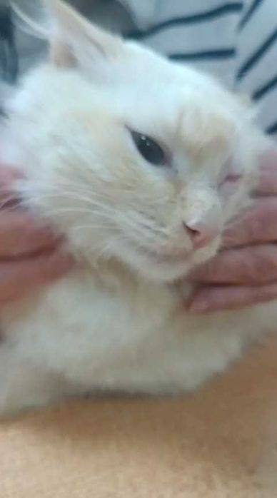 Ищем малышу дом!