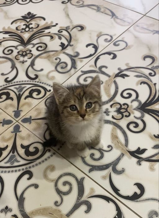 Отдадим наших кошечек