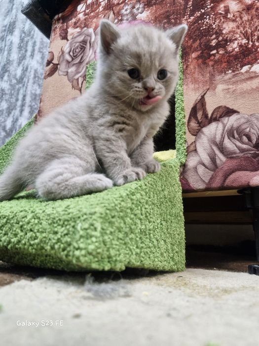 Продам Британские Котята
