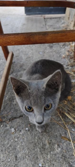 Кошка очень хорошая