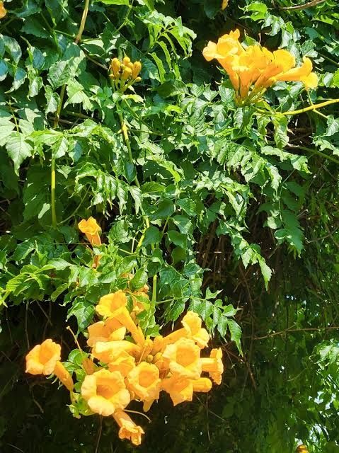 Campsis Radicans(Trompete )La Ghiveci