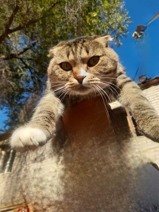 Вязка,скоттиш фолд