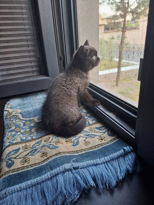 Котята британской шиншиллы