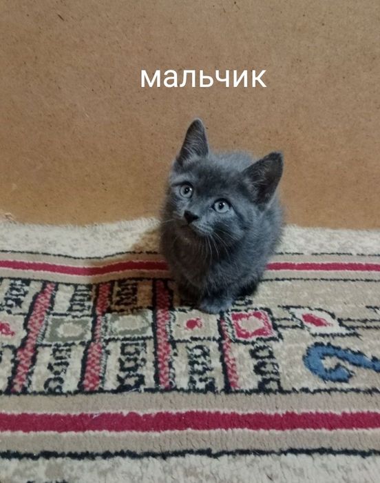Котята бесплатно