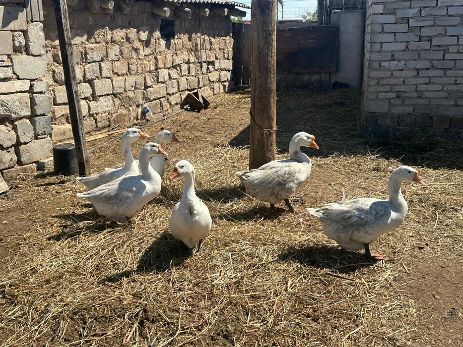 Продам гусей чистопородных линда
