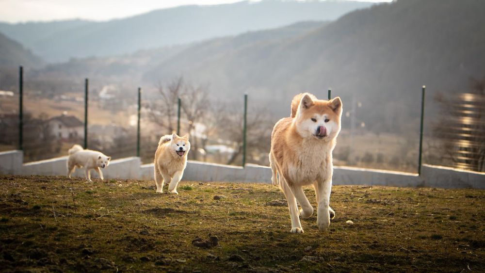 Акита ину японска