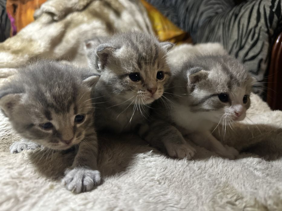 Продам вислоухие котят
