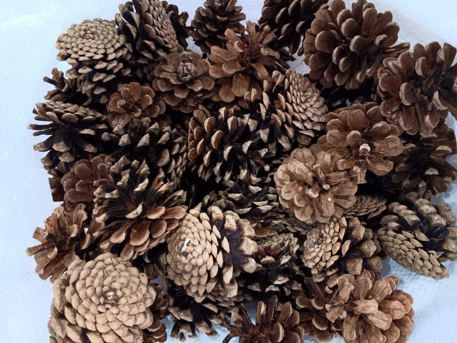 Шишарки от Черен, Бял и Морски бор, и Смърч за декорация