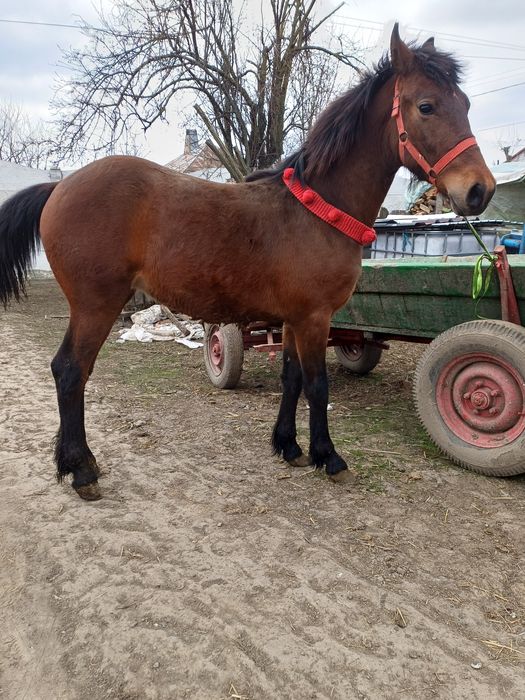 Vând Manz Metis de Frizian