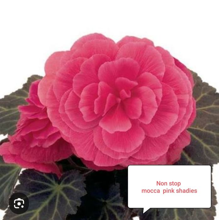 Бегония Нон стоп ( укоренённый черенок)