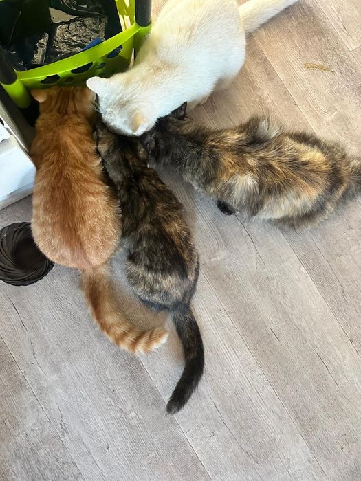 Отдам в хорошие руки