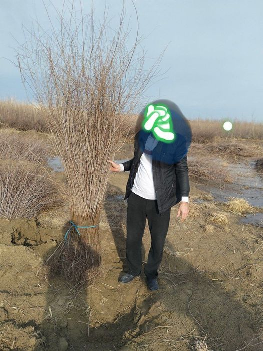 Gujum(qayrag'och)ko'chatlari