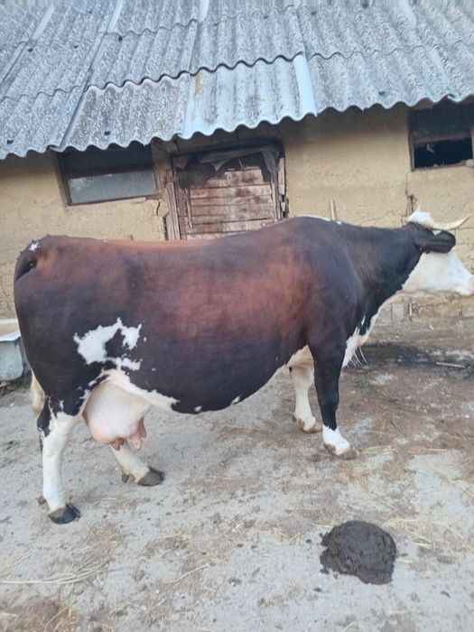Vaca gestanta in 8 luni balțata romaneasca