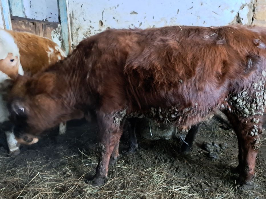 Продам быка на доращивание