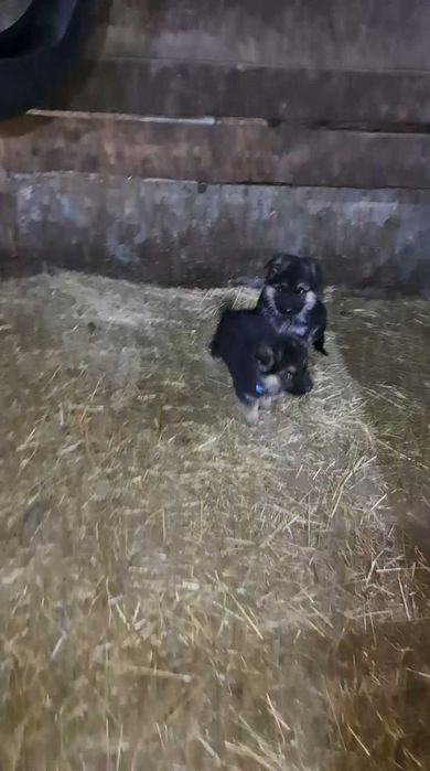 Щенки немецкой овчарки