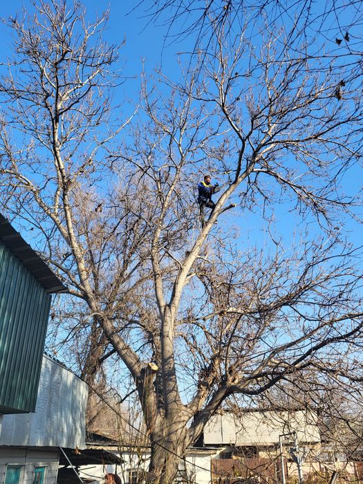 Спил деревьев обрезка плодовых деревьев