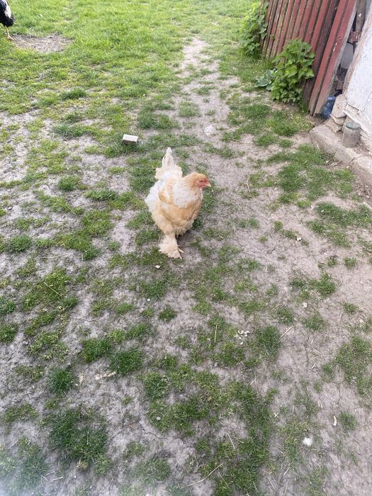 Gaini de rasa si cocosi de rasa brahma si windotte