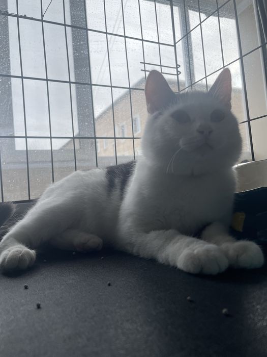 Пристраивается котенок 6 мес Беляш!