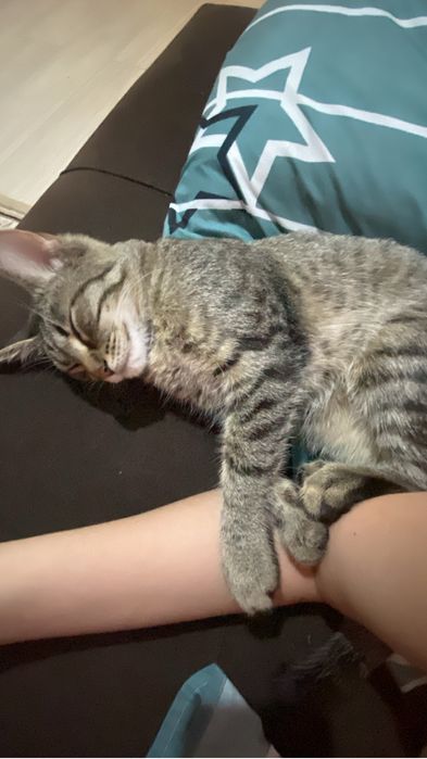 Отдам кошечку в добрые руки