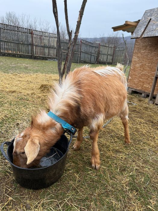 Tap (Capra mascul) 1ani Métis Nubian mixt