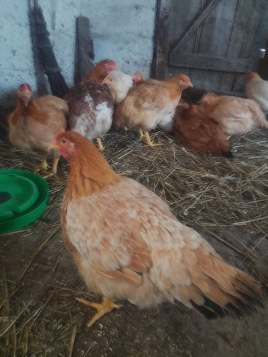 Puicute Kabir (mixte)