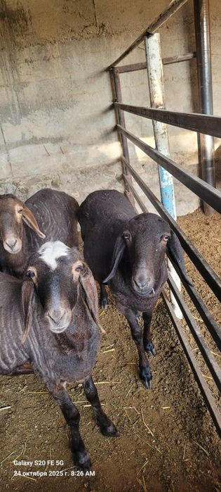 Секс видео онлайн: әпкесі ағасын оятады