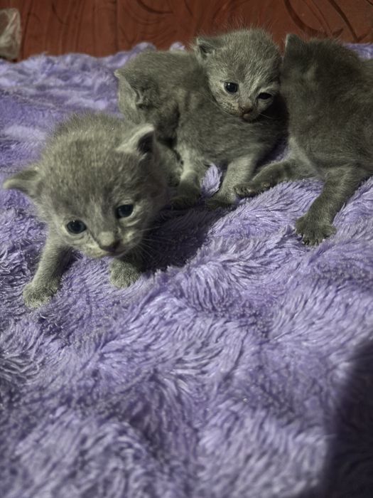 Продам котят британцев