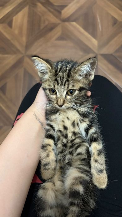 Котёнок девочка бесплатно