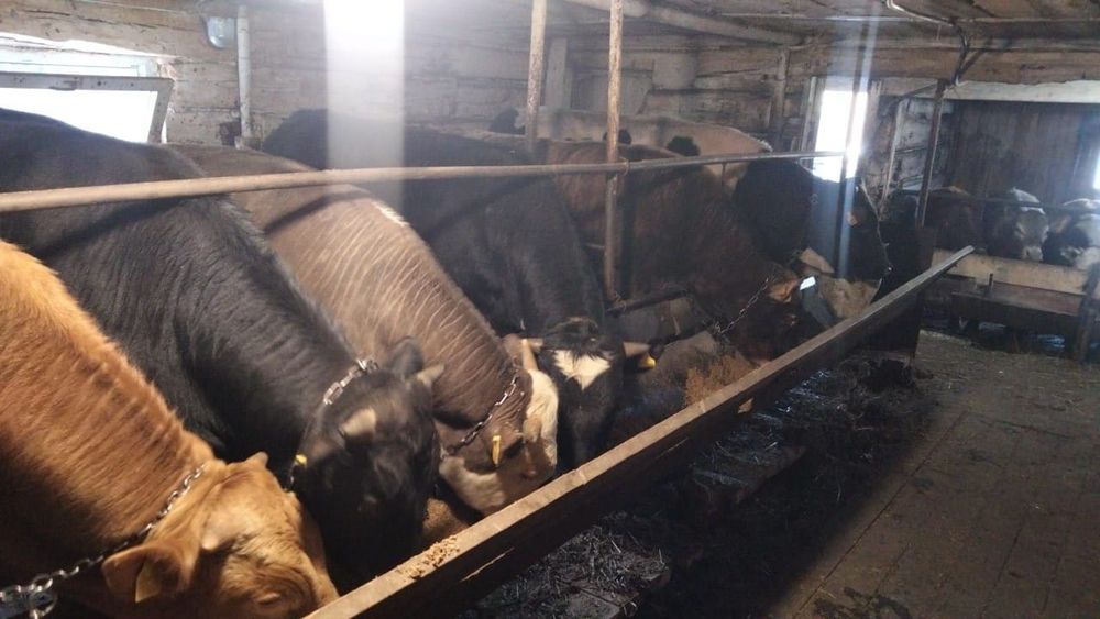 Продам крупно рогатый скот