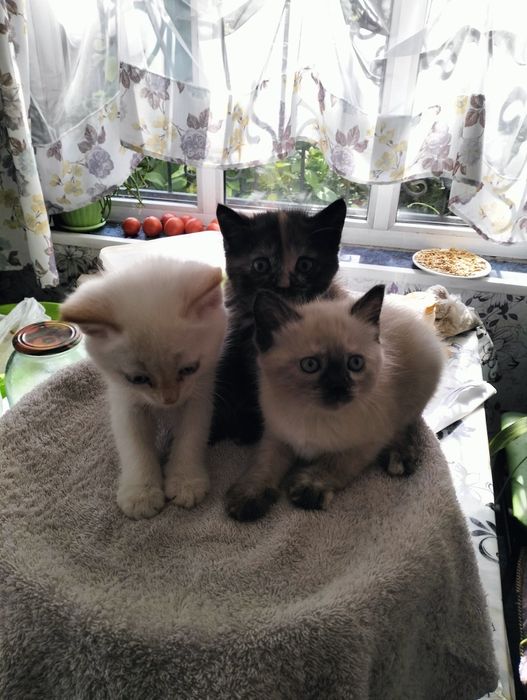 Отдам котят в хорошие руки
